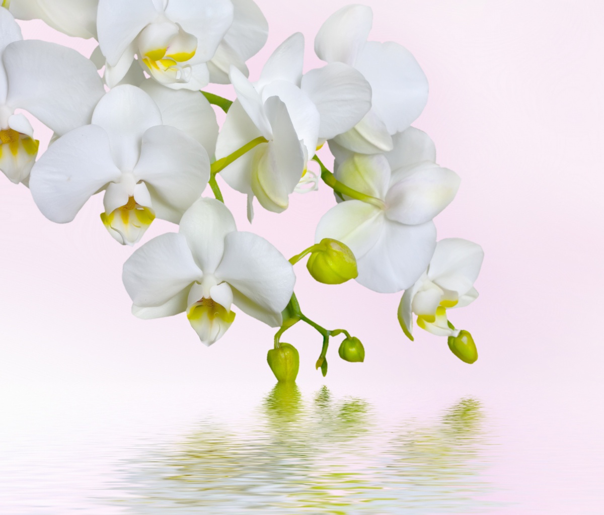 Fondo de pantalla White Orchids 1200x1024