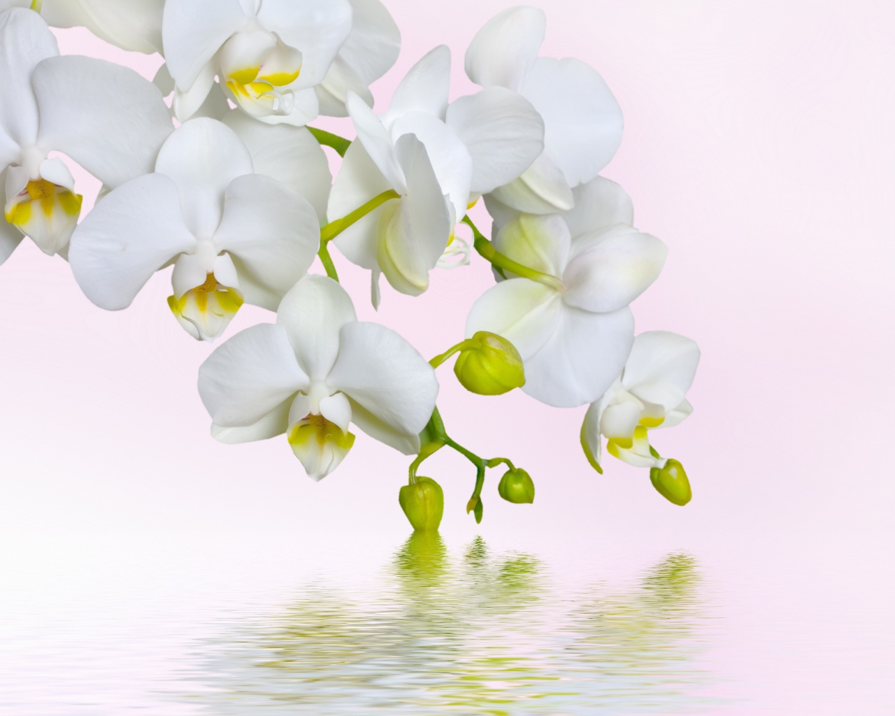White Orchids wallpaper 1280x1024