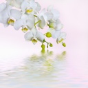 Fondo de pantalla White Orchids 128x128