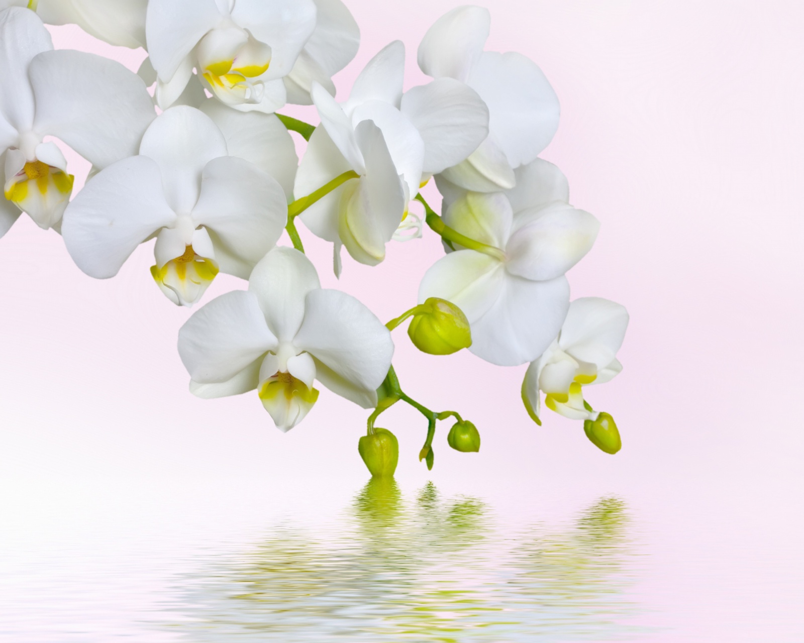 Обои White Orchids 1600x1280