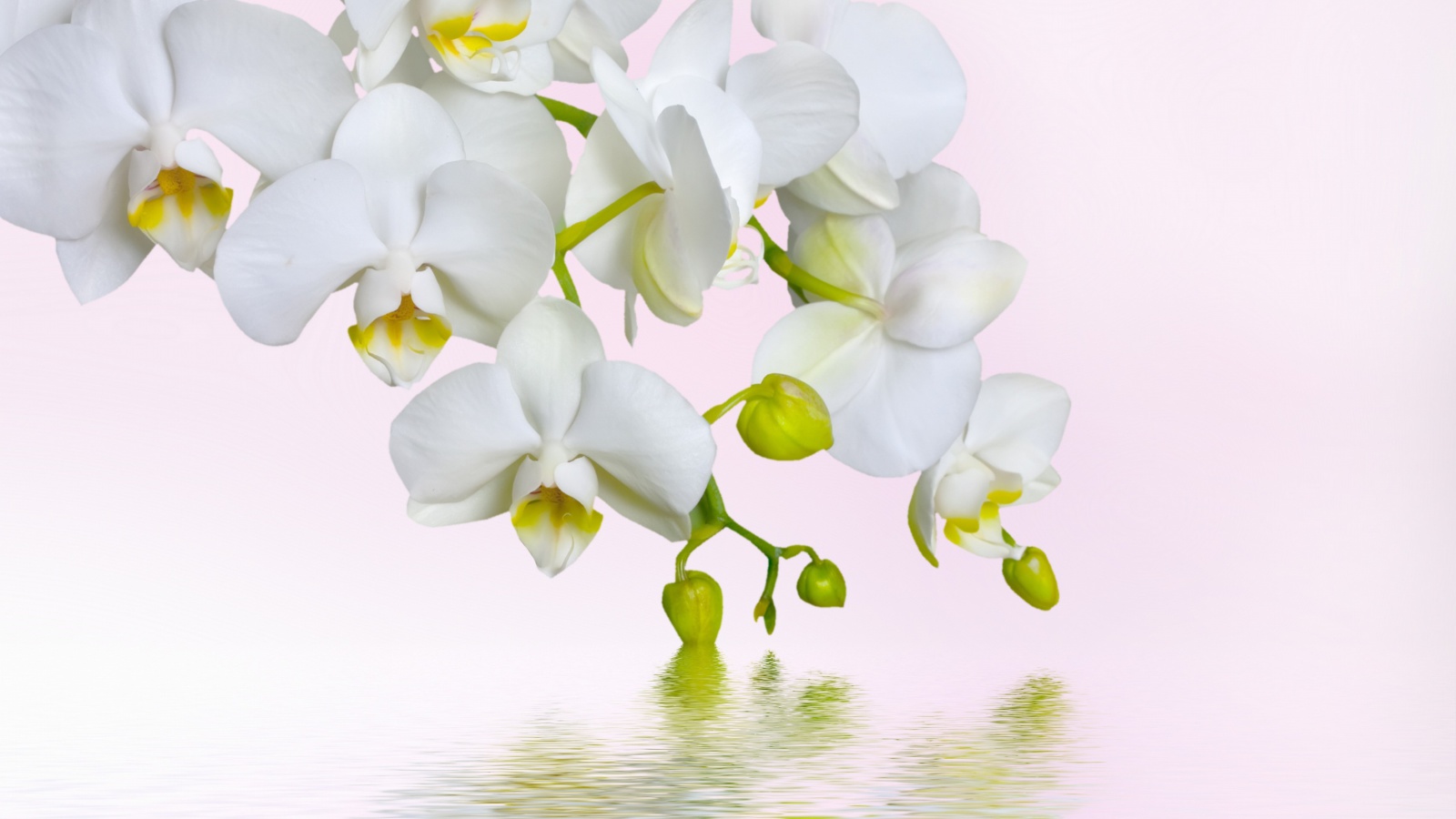 Sfondi White Orchids 1600x900