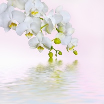 Das White Orchids Wallpaper 208x208