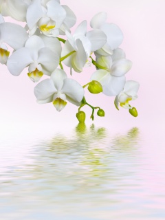 Sfondi White Orchids 240x320