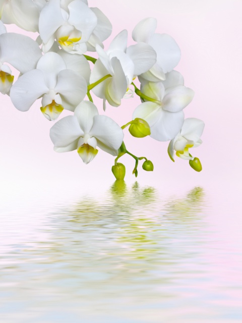 Das White Orchids Wallpaper 480x640