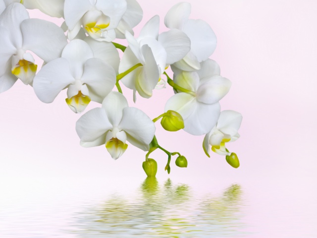 Fondo de pantalla White Orchids 640x480