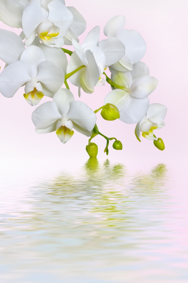 Fondo de pantalla White Orchids 640x960