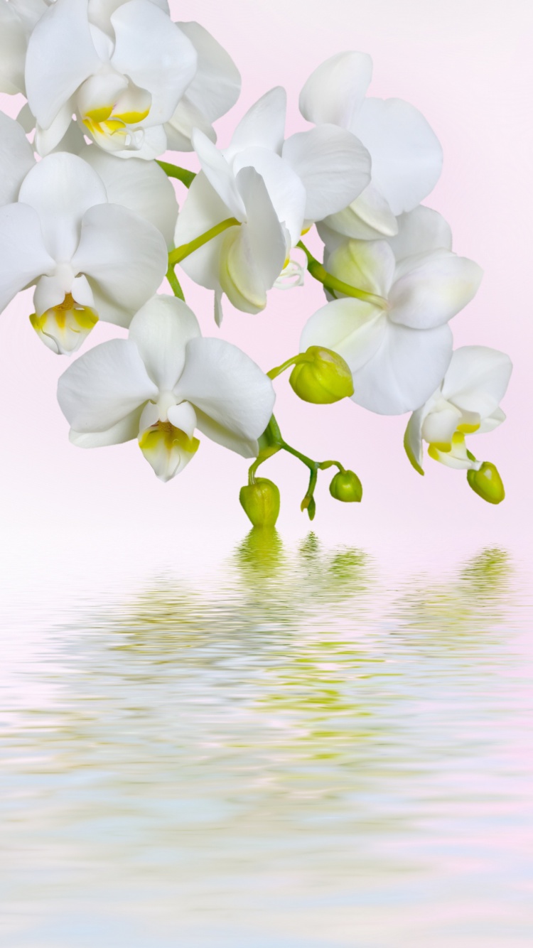 Обои White Orchids 750x1334