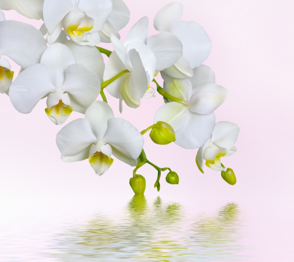 Das White Orchids Wallpaper 960x854