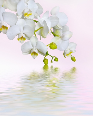 Kostenloses White Orchids Wallpaper für 240x320