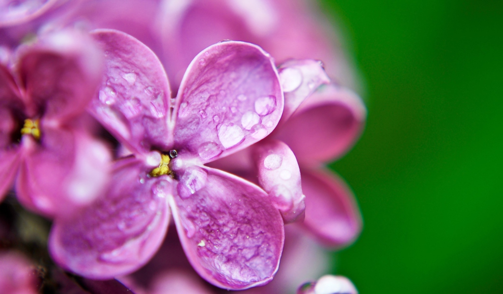 Обои Dew Drops On Purple Lilac Flowers 1024x600