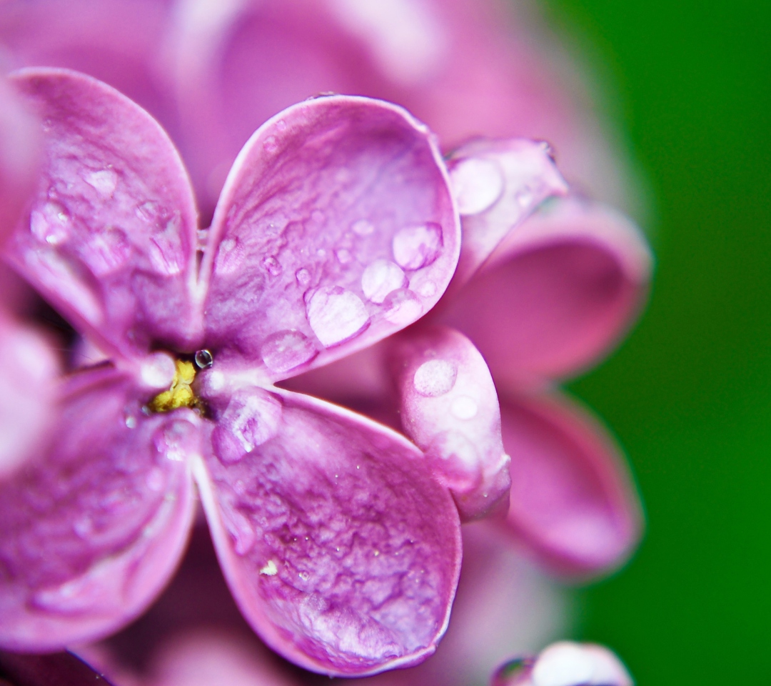 Sfondi Dew Drops On Purple Lilac Flowers 1080x960