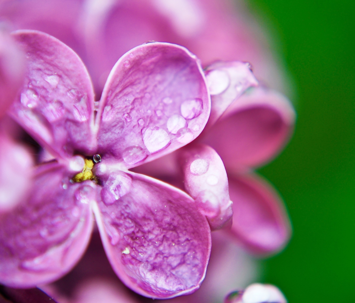 Fondo de pantalla Dew Drops On Purple Lilac Flowers 1200x1024