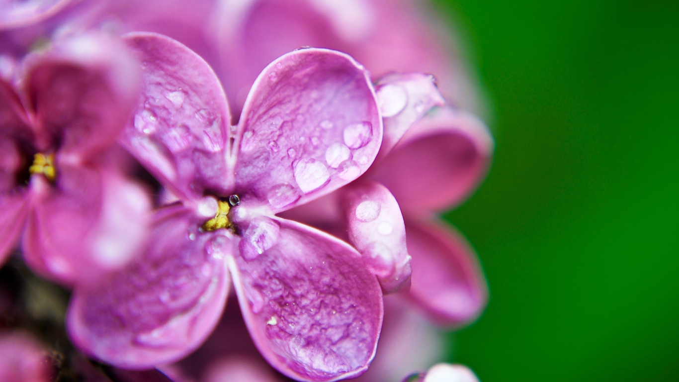 Dew Drops On Purple Lilac Flowers screenshot #1 1366x768