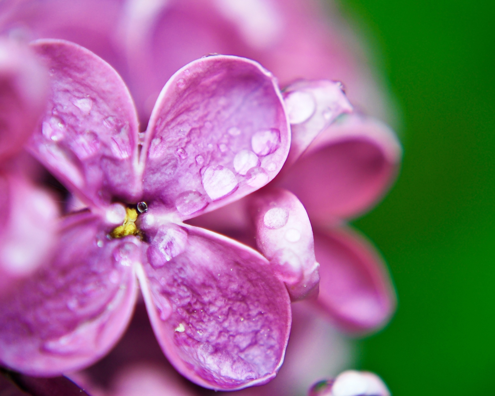 Обои Dew Drops On Purple Lilac Flowers 1600x1280