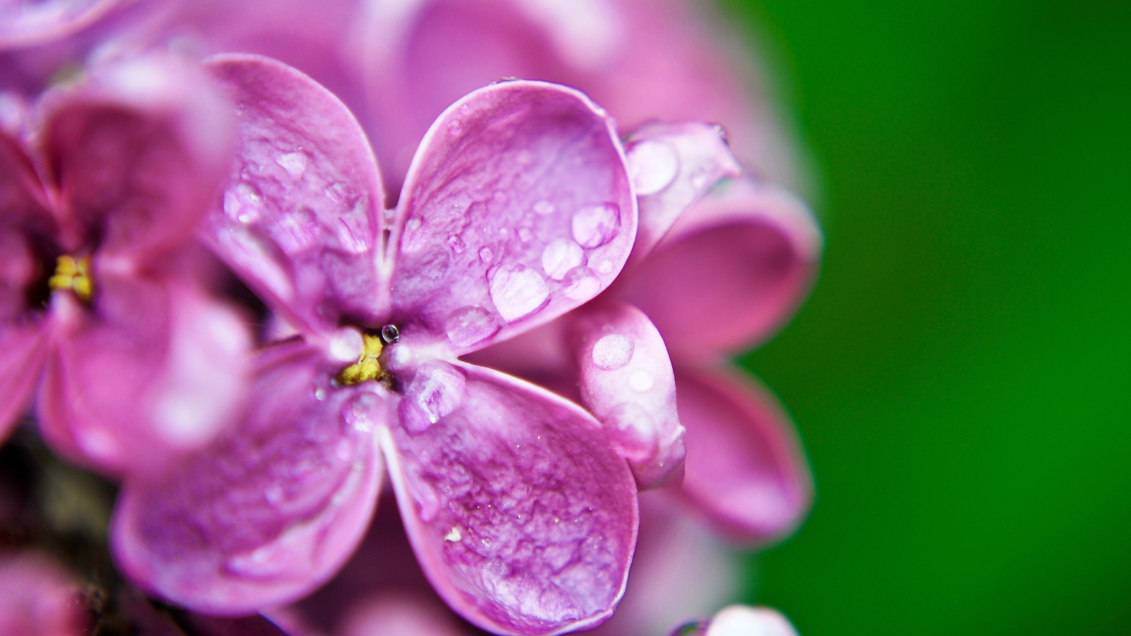 Screenshot №1 pro téma Dew Drops On Purple Lilac Flowers 1600x900