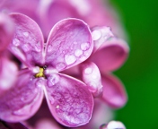 Fondo de pantalla Dew Drops On Purple Lilac Flowers 176x144