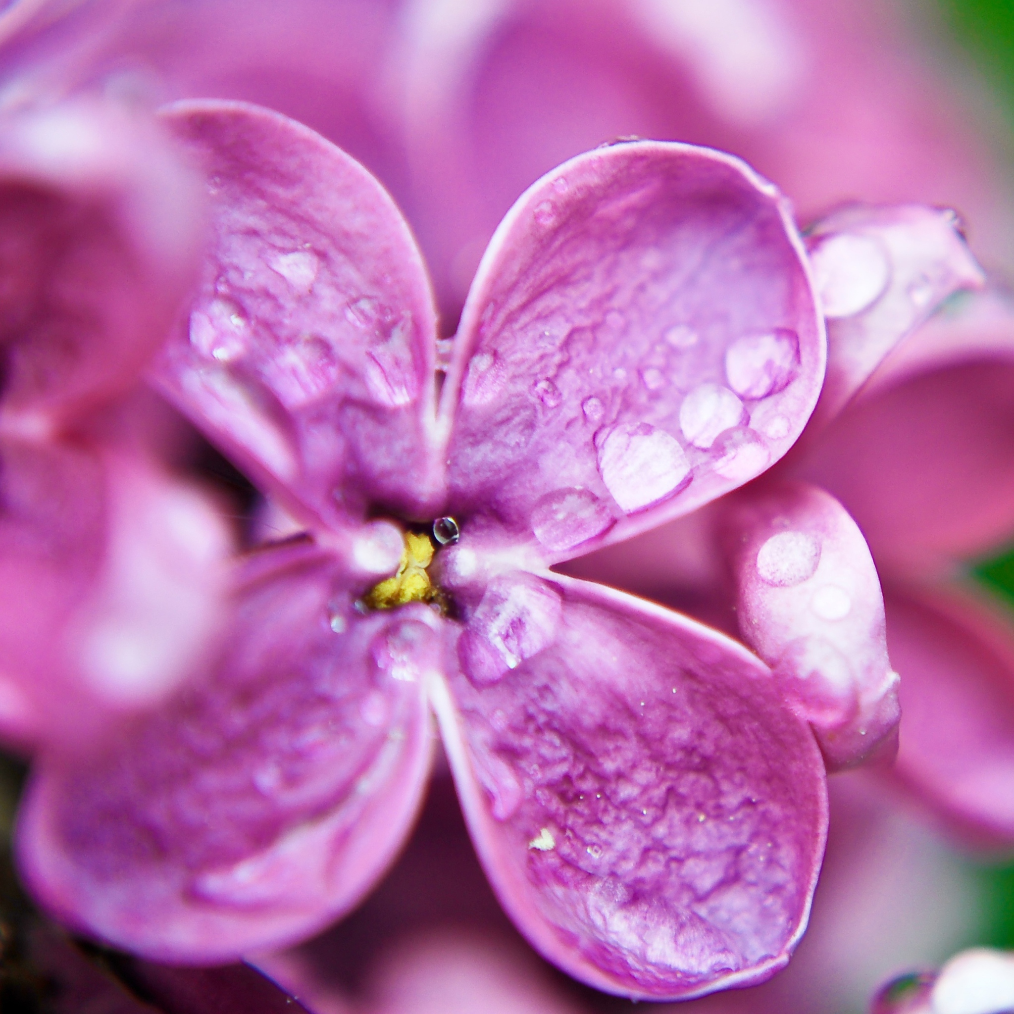 Sfondi Dew Drops On Purple Lilac Flowers 2048x2048