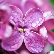 Dew Drops On Purple Lilac Flowers wallpaper 208x208
