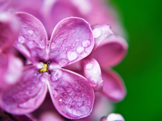 Das Dew Drops On Purple Lilac Flowers Wallpaper 320x240