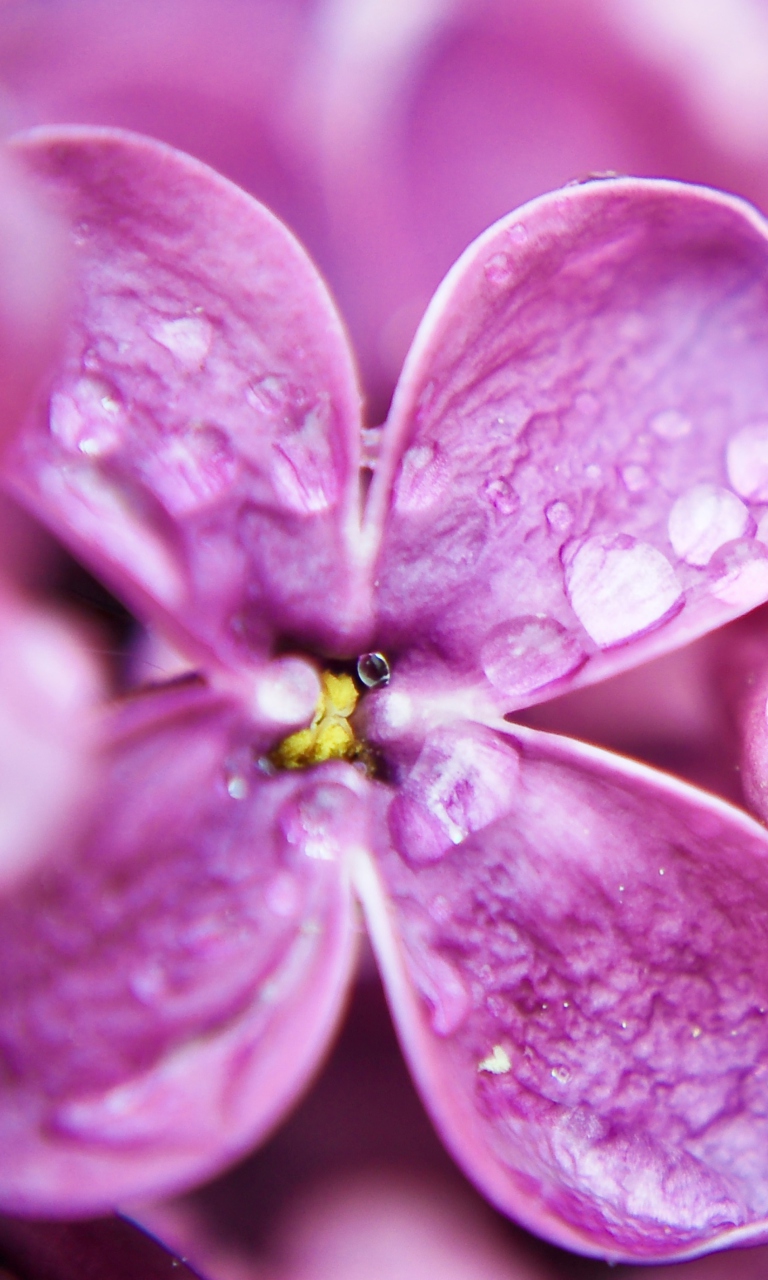 Dew Drops On Purple Lilac Flowers wallpaper 768x1280