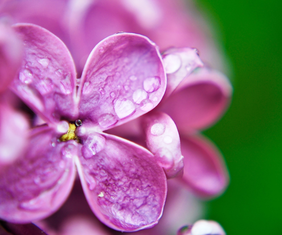 Обои Dew Drops On Purple Lilac Flowers 960x800