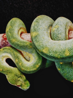 Snake Year wallpaper 240x320