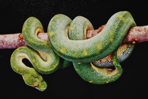 Das Snake Year Wallpaper 480x320