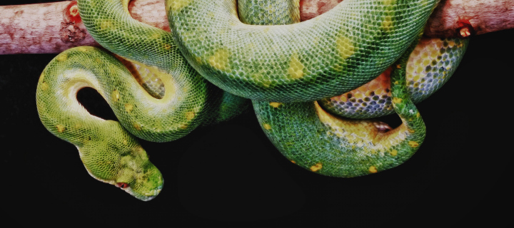Das Snake Year Wallpaper 720x320
