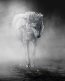 Sfondi Lonely Wolf 128x160