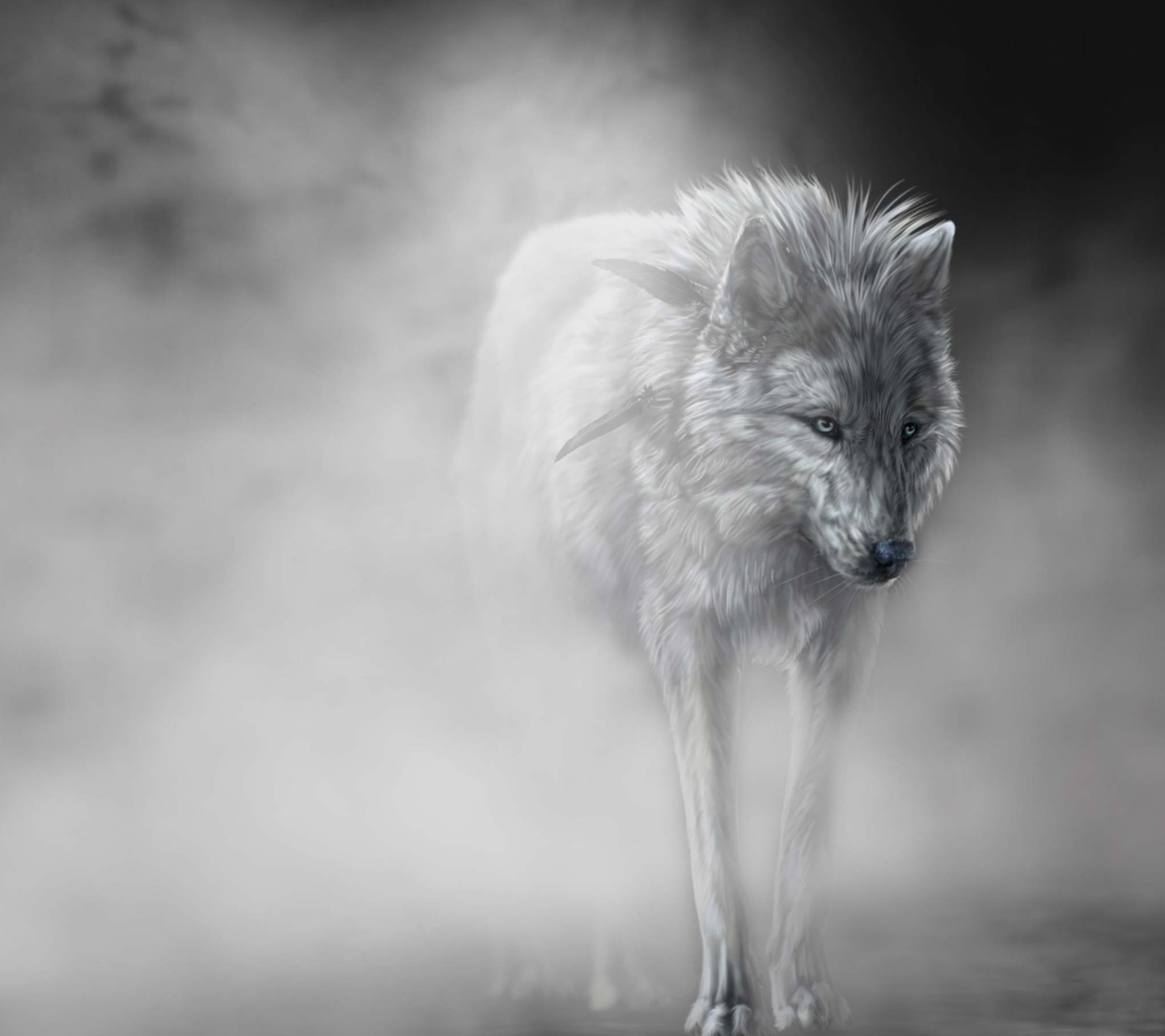 Lonely Wolf wallpaper 1440x1280