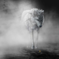 Screenshot №1 pro téma Lonely Wolf 208x208