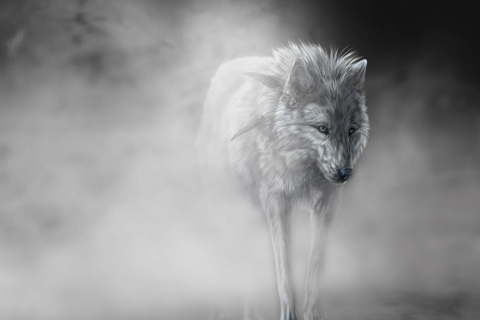 Обои Lonely Wolf 480x320