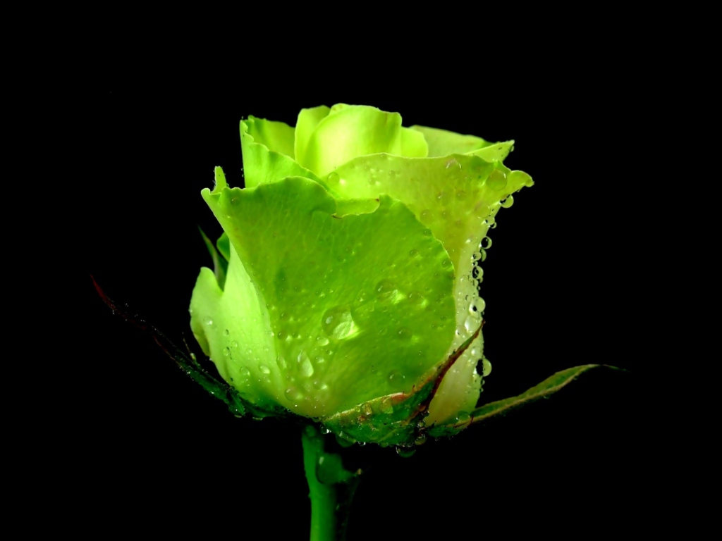 Sfondi Green Rose 1024x768