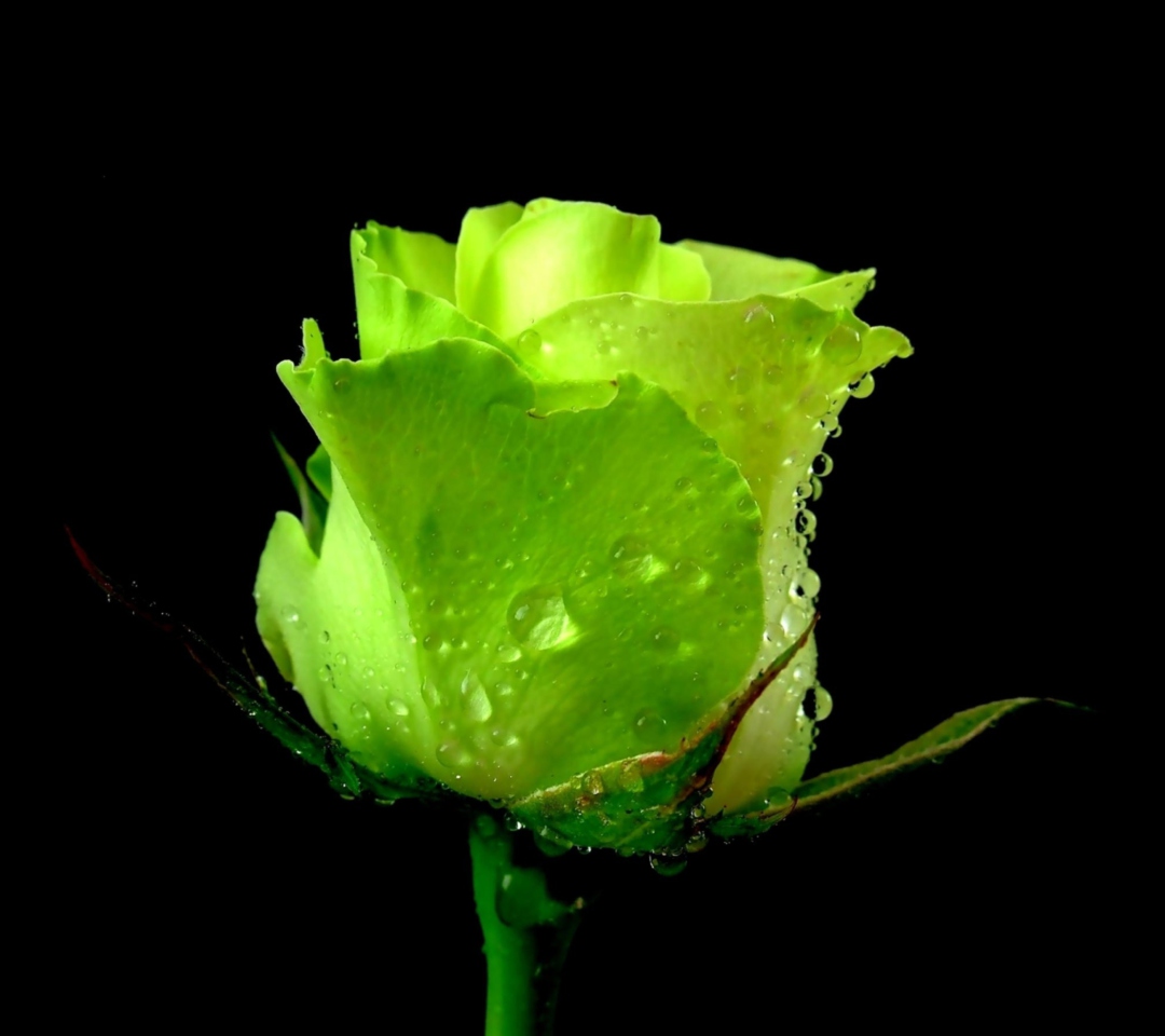 Das Green Rose Wallpaper 1080x960