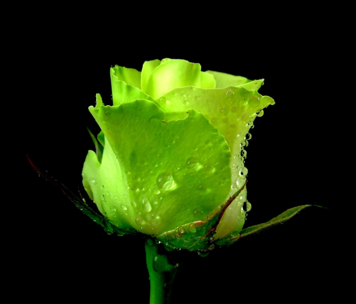 Das Green Rose Wallpaper 1200x1024