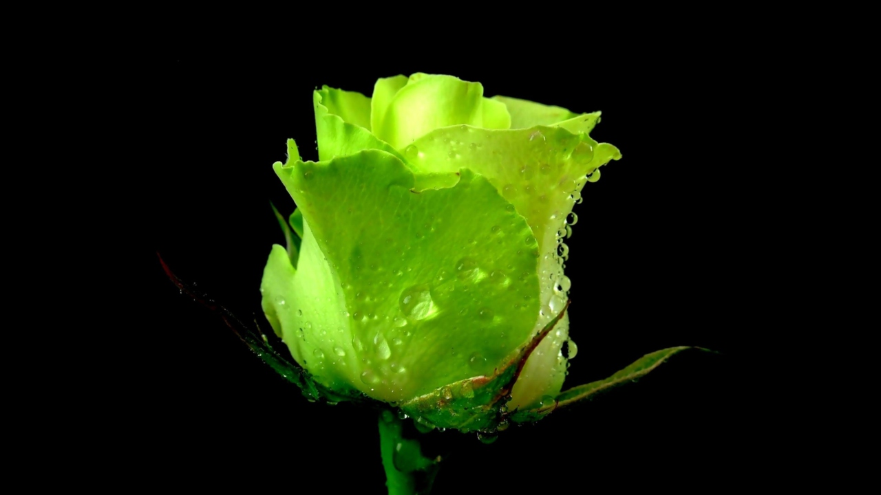 Fondo de pantalla Green Rose 1280x720