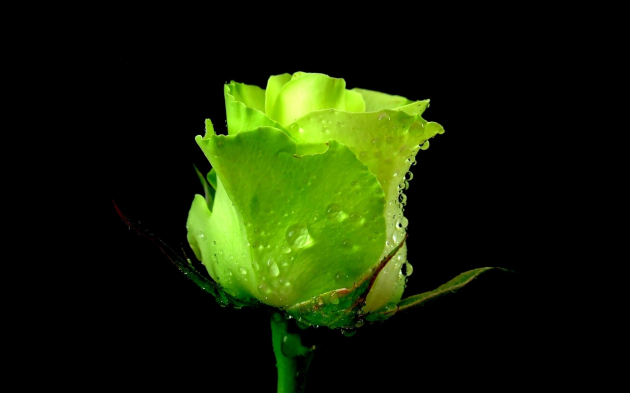 Das Green Rose Wallpaper 1280x800