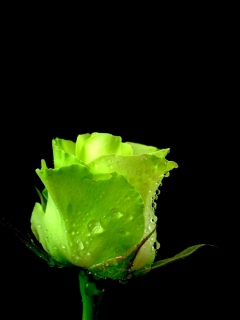 Green Rose screenshot #1 240x320