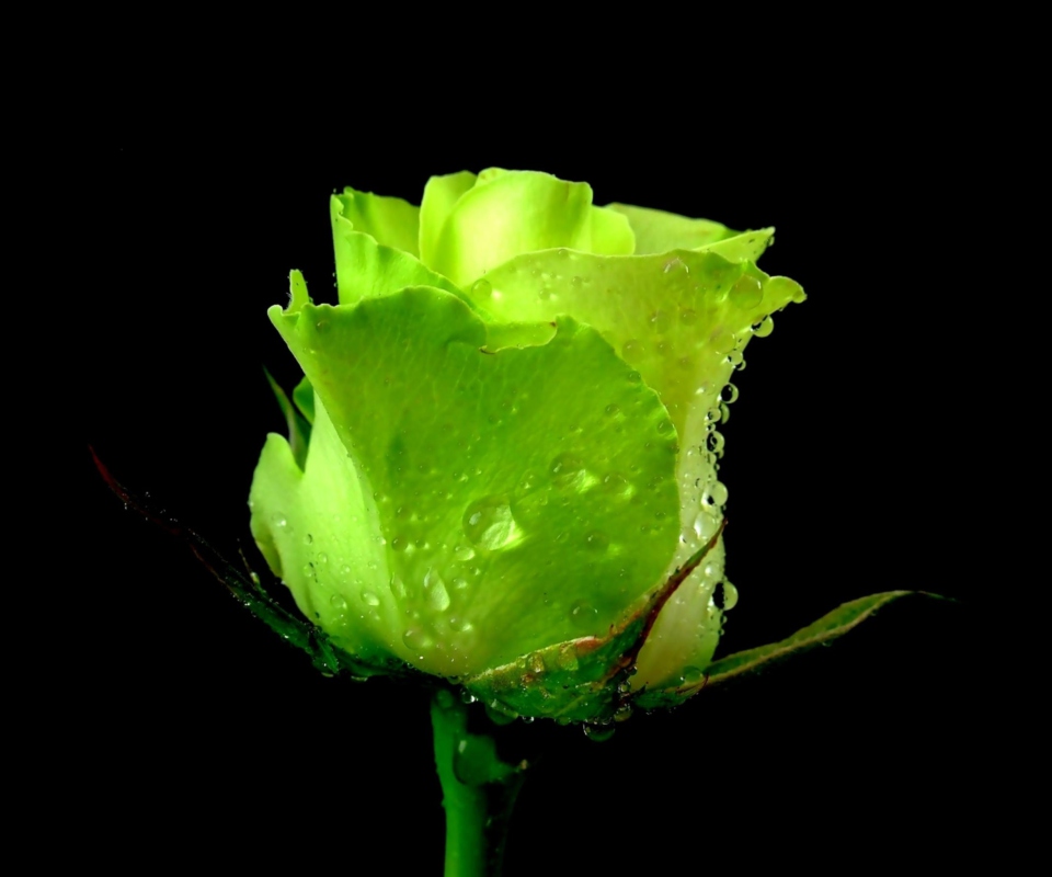 Fondo de pantalla Green Rose 960x800