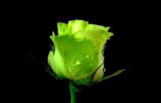 Free Green Rose Picture for Android, iPhone and iPad