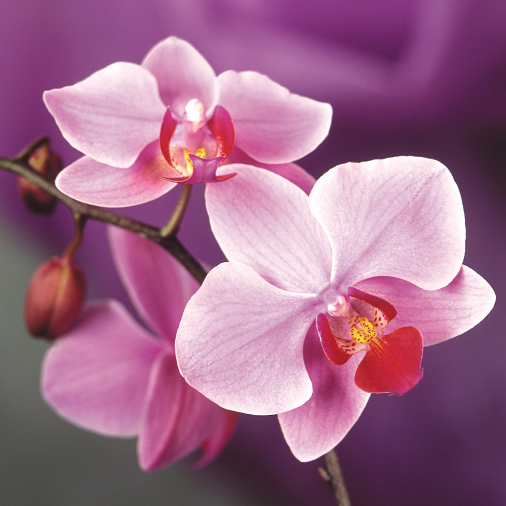 Обои Orchid 1024x1024