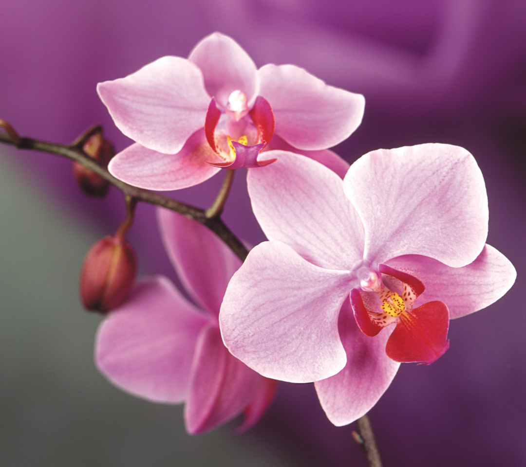 Fondo de pantalla Orchid 1080x960