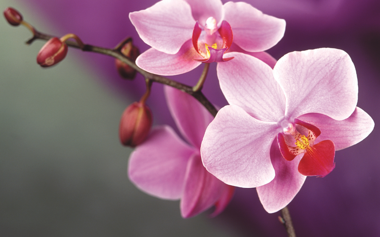 Das Orchid Wallpaper 1280x800