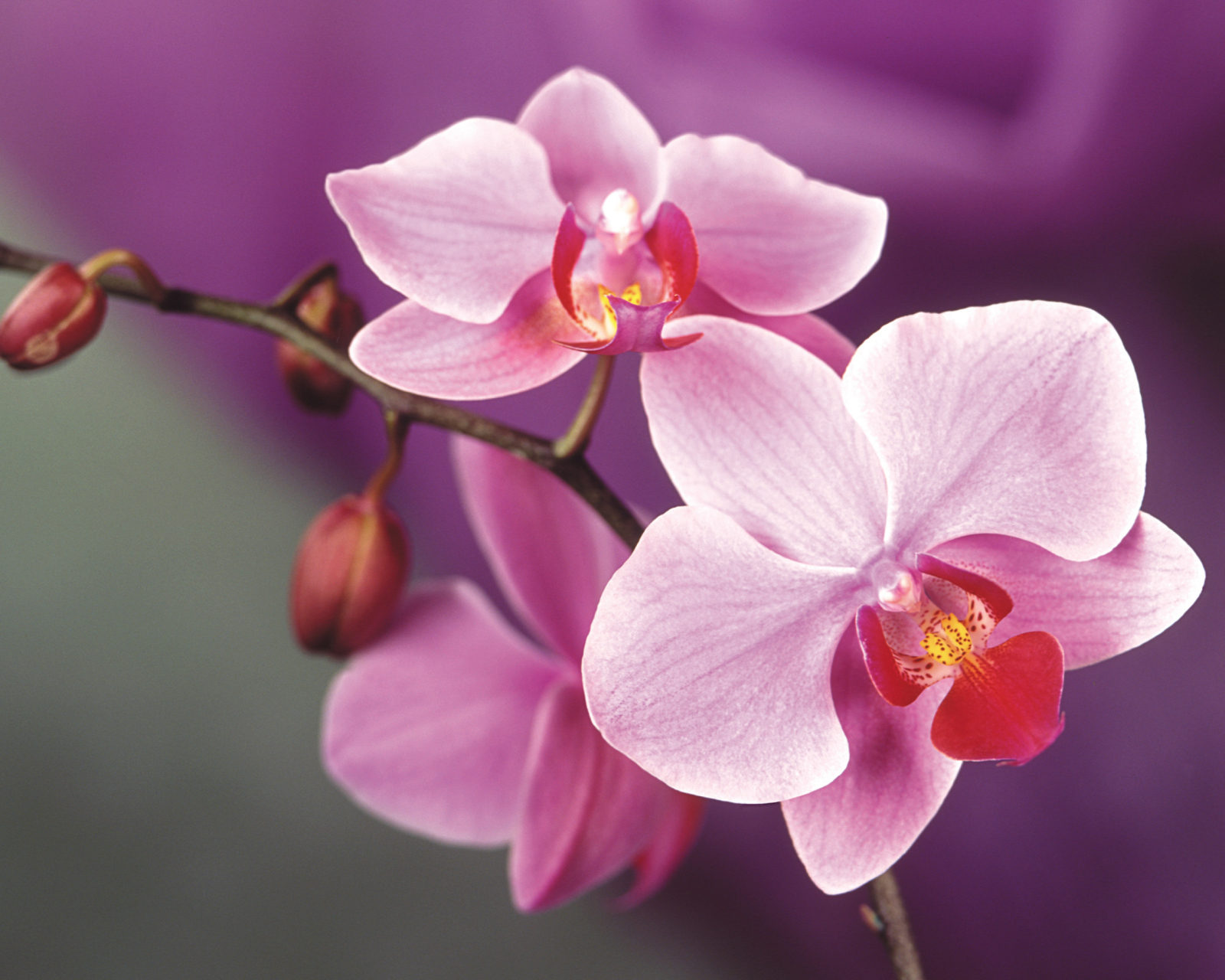 Orchid wallpaper 1600x1280