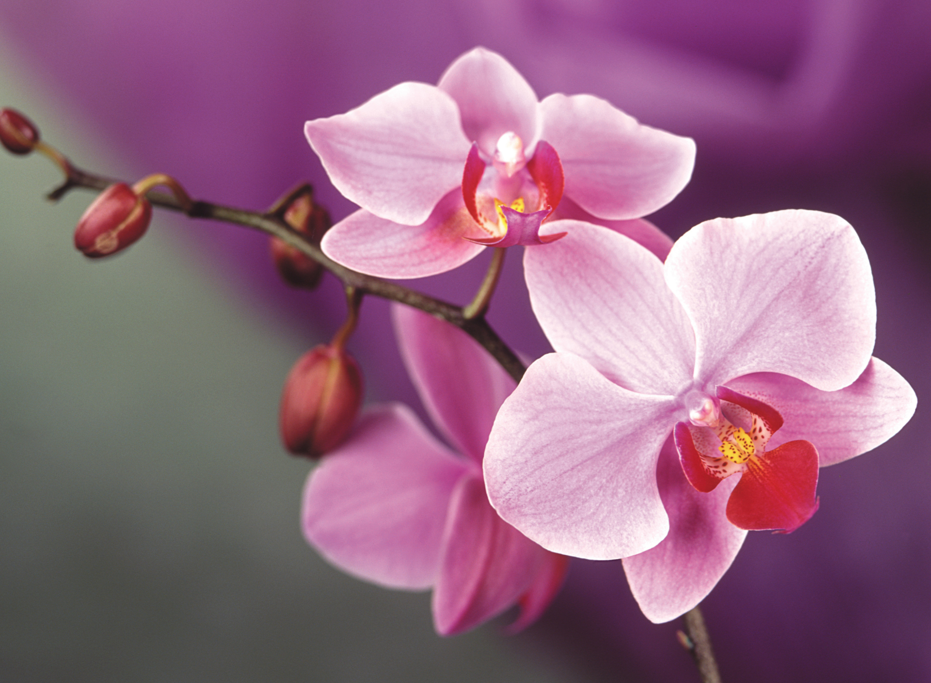 Обои Orchid 1920x1408
