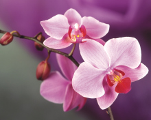 Orchid wallpaper 220x176