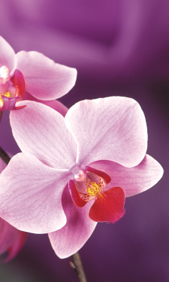 Das Orchid Wallpaper 240x400