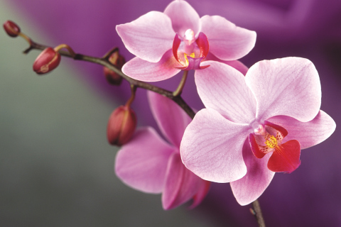 Das Orchid Wallpaper 480x320