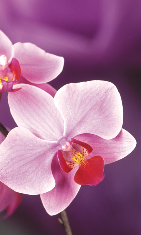 Orchid wallpaper 480x800