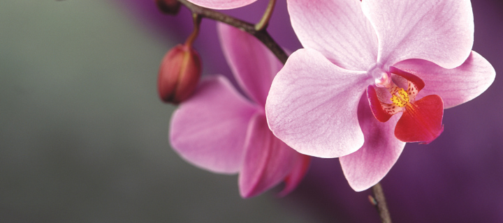 Orchid wallpaper 720x320